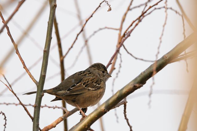 �L�K�V���V�g�h