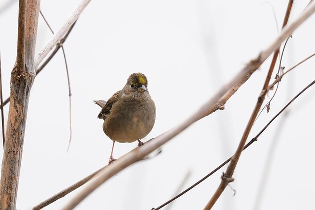 �L�K�V���V�g�h