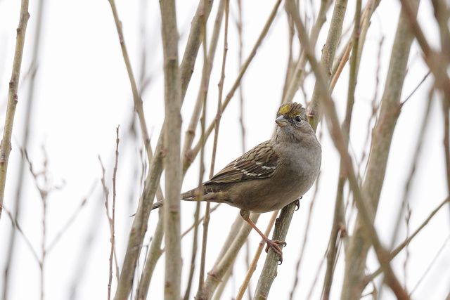 �L�K�V���V�g�h