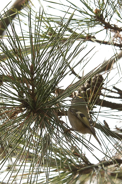 �L�N�C�^�_�L