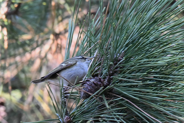 �L�}�����V�N�C