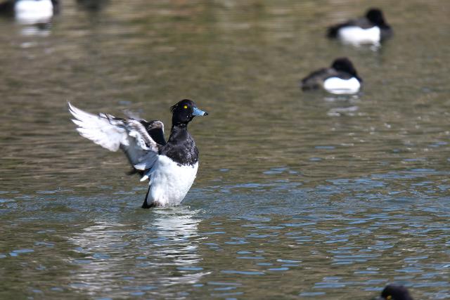 �L���N���n�W��