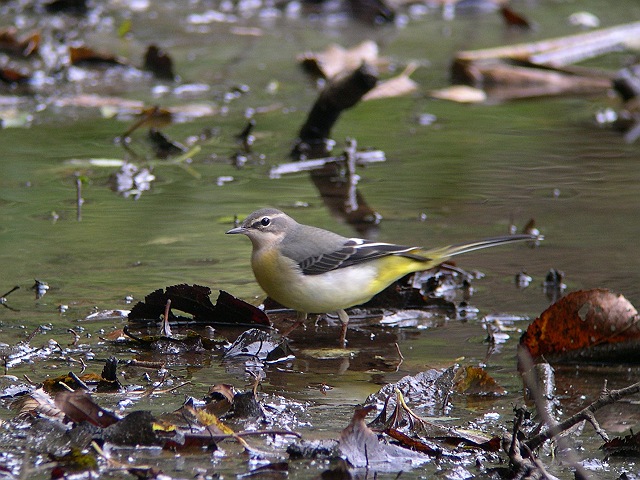 �L�Z�L���C