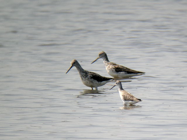 �R�A�I�A�V�V�M ��O