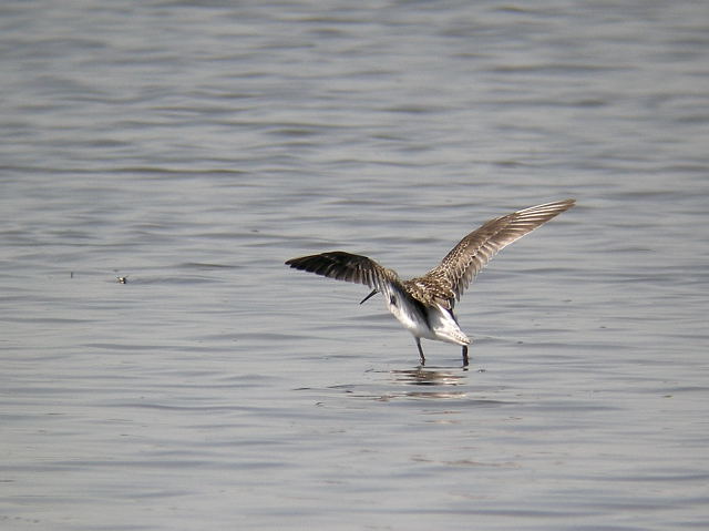 �R�A�I�A�V�V�M