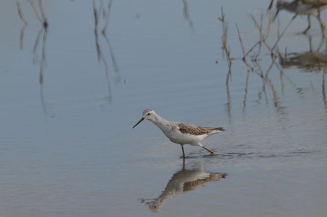 �R�A�I�A�V�V�M