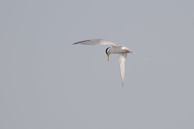 �R�A�W�T�V