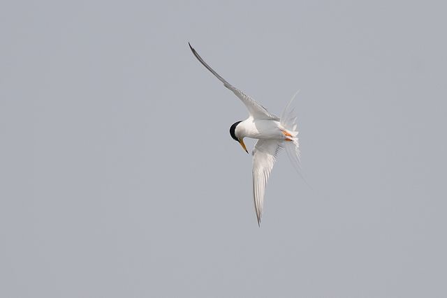 �R�A�W�T�V