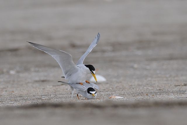 �R�A�W�T�V