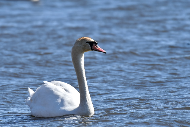 �R�u�n�N�`���E