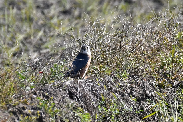 �R�`���E�Q���{�E