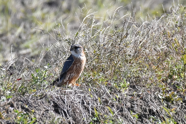 �R�`���E�Q���{�E