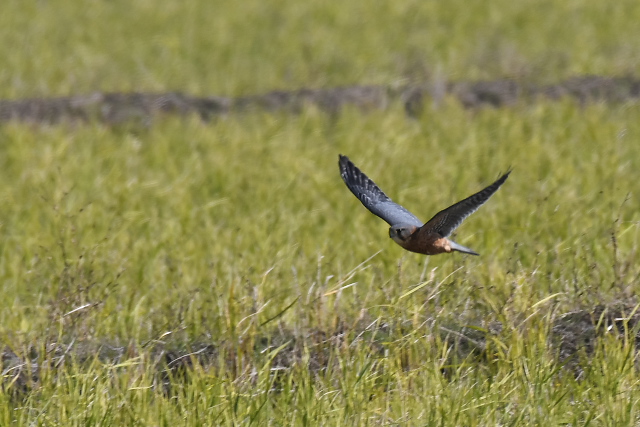 �R�`���E�Q���{�E