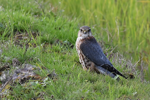 �R�`���E�Q���{�E