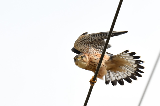 �R�`���E�Q���{�E