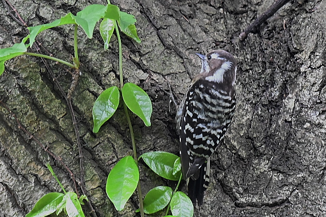 �~���P�R�Q��