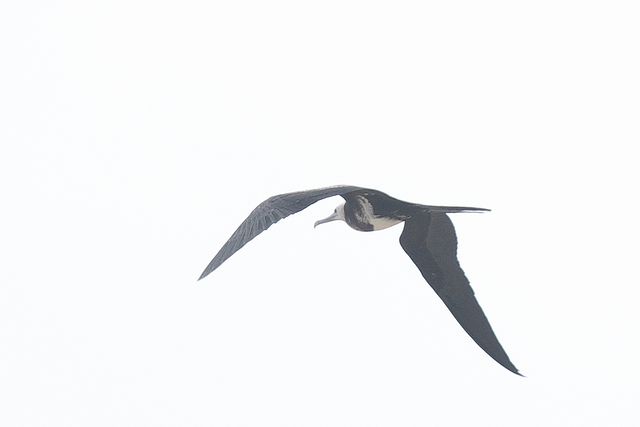 �R�O���J���h��