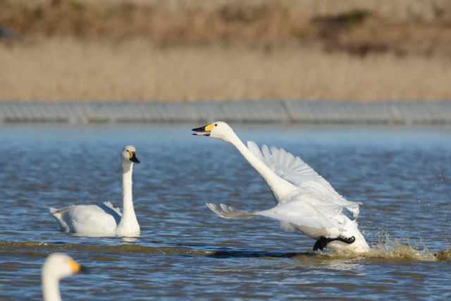 �R�n�N�`���E