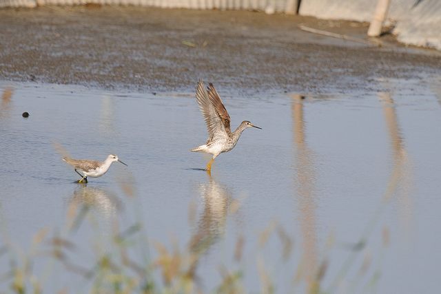 �R�L�A�V�V�M