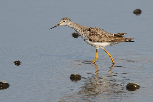 �R�L�A�V�V�M