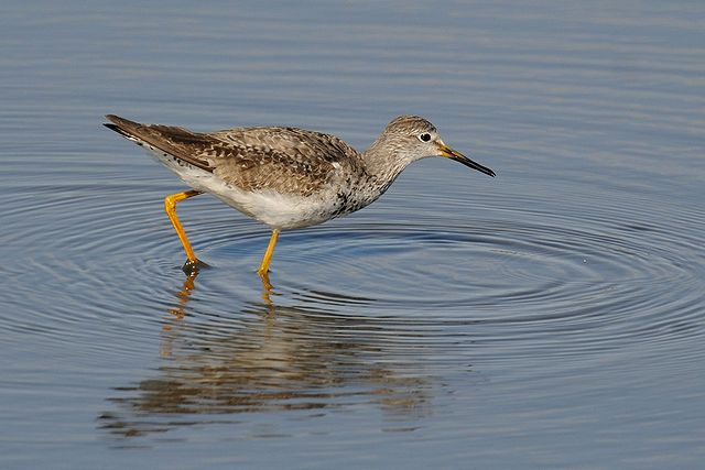 �R�L�A�V�V�M