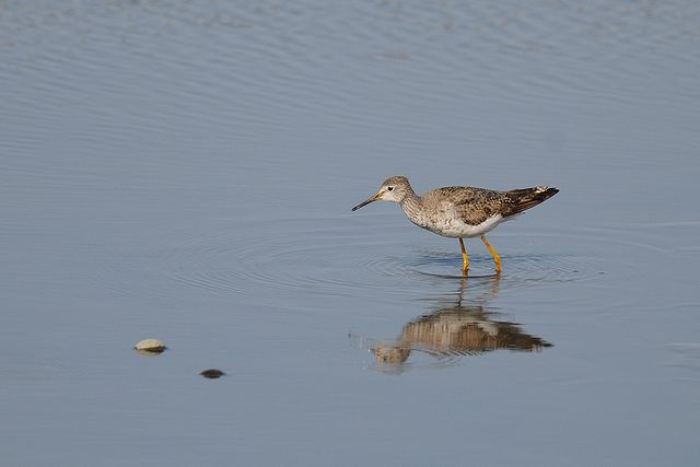 �R�L�A�V�V�M