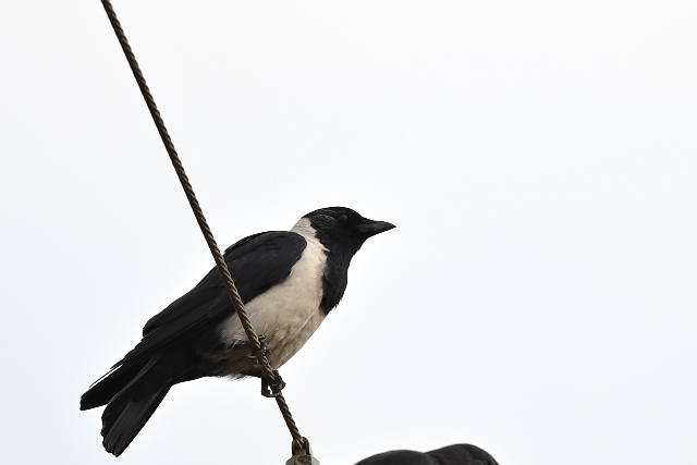 �R�N�}���K���X