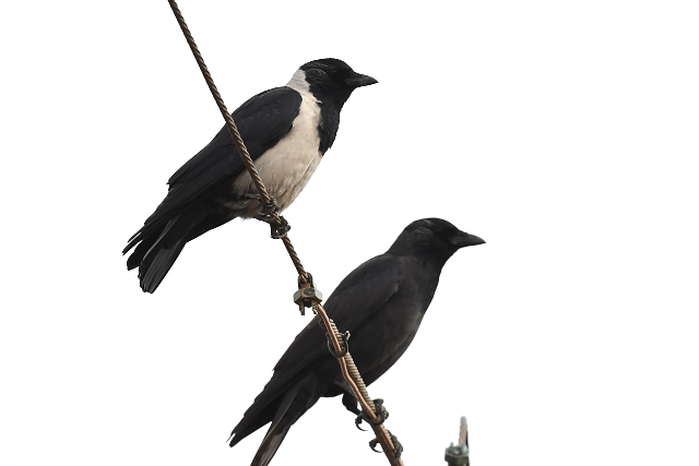 �R�N�}���K���X