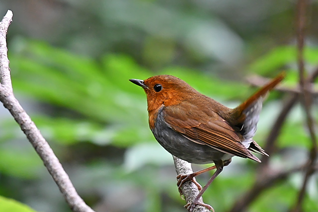 �^�l�R�}�h��