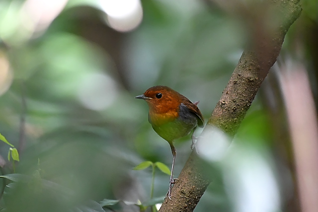 �^�l�R�}�h��