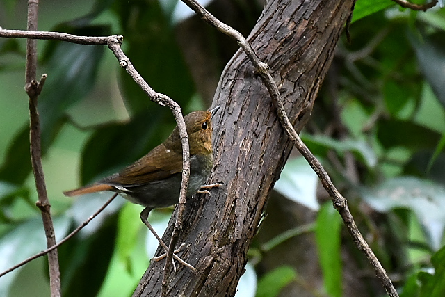 �^�l�R�}�h��