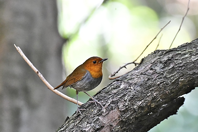 �^�l�R�}�h��