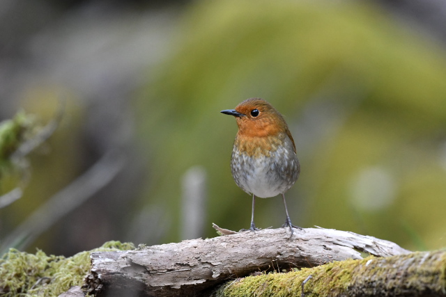 �R�}�h����