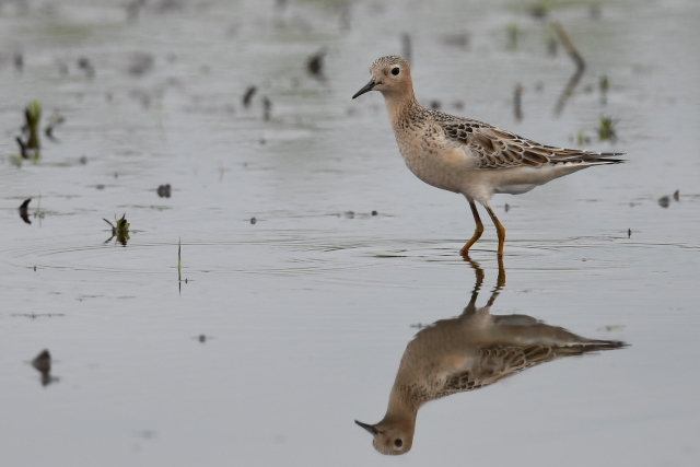 �R�����V�M