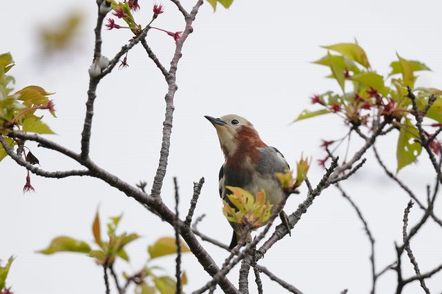 �R���N�h��