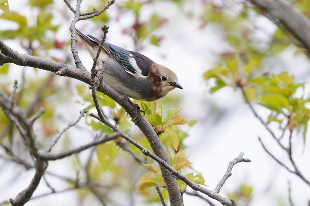 �R���N�h��