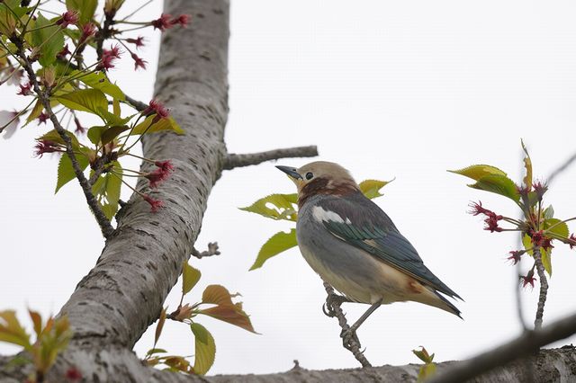 �R���N�h��