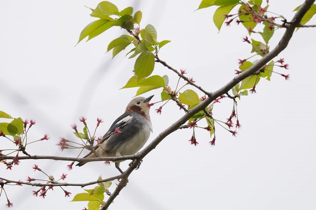 �R���N�h��