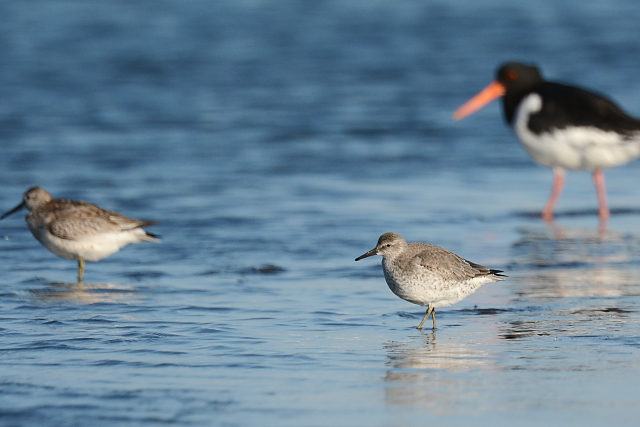 �R�I�o�V�M