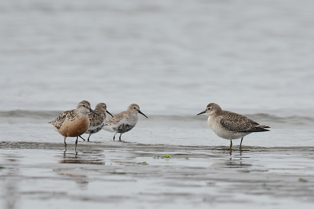 ���E���R�I�o�V�M�A�^�񒆂Q�H�̓n�}�V�M