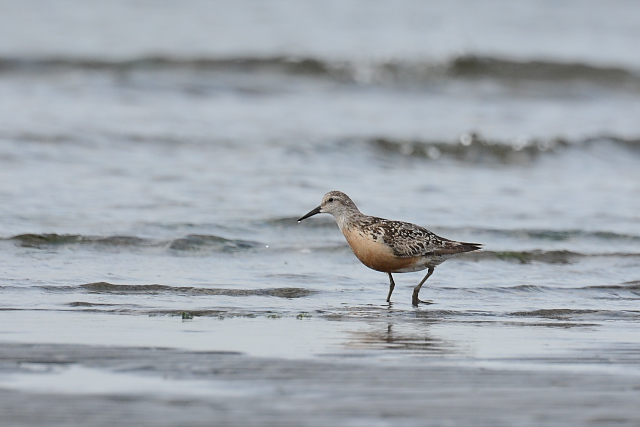 �R�I�o�V�M