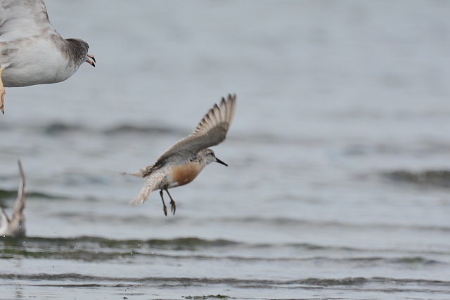 �R�I�o�V�M