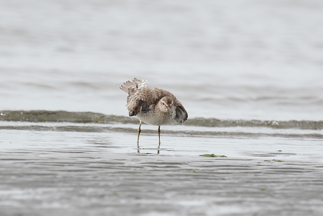 �R�I�o�V�M