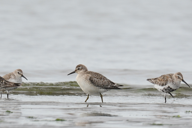 �R�I�o�V�M