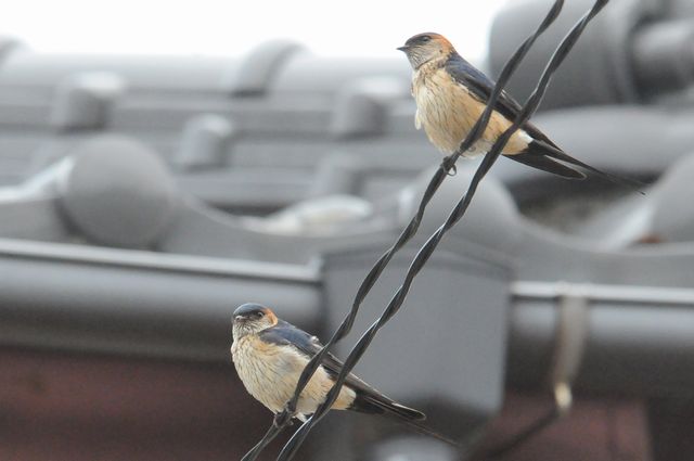 �R�V�A�J�c�o��