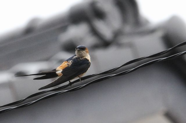 �R�V�A�J�c�o��