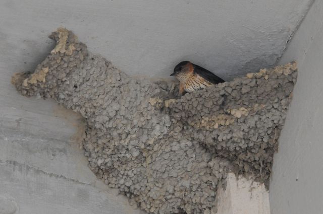 �R�V�A�J�c�o��