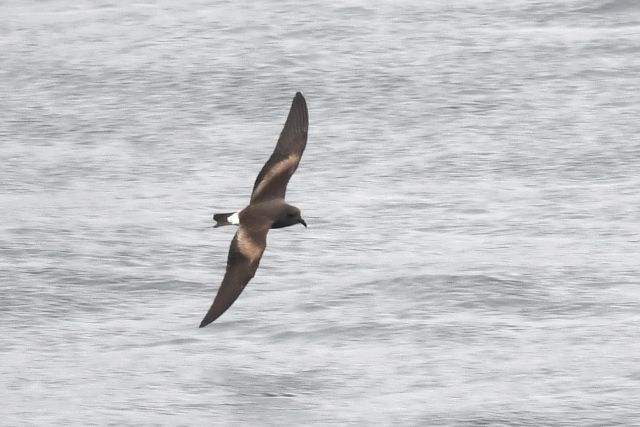 �R�V�W���E�~�c�o��