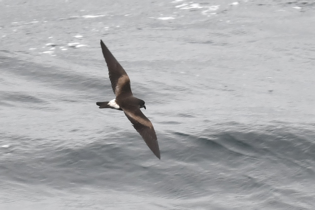 �R�V�W���E�~�c�o��