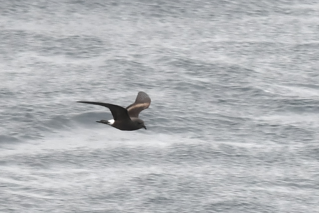 �R�V�W���E�~�c�o��